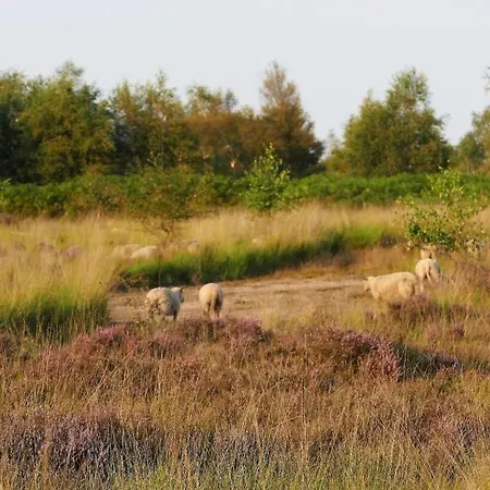 Luxe Glamping Met Eigen Badkamer Voor 5 Personen Bashful *