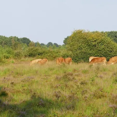 Luxe Glamping Met Eigen Badkamer Voor 5 Personen Bashful *
